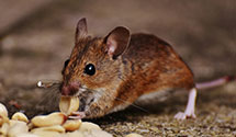 24 Hour & Emergency Exterminators in Prtg De Sioux, MO